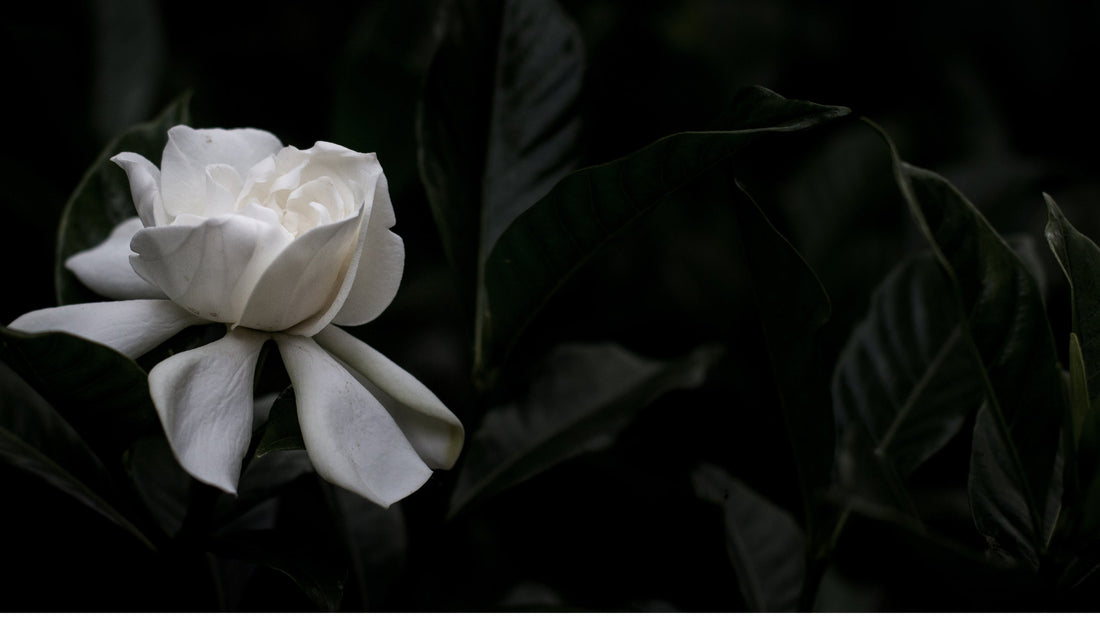 Skinimalism - Care on Restraint