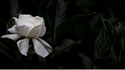 Skinimalism - Care on Restraint